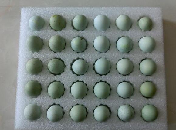 珍珠棉鸡蛋托 电商的福音绿色环保抗震防碰撞效果好